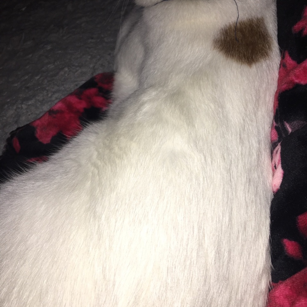 Meet your Posher, Kittydog